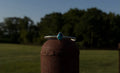Tear Turquoise Cuff